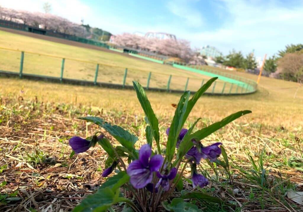 hana2