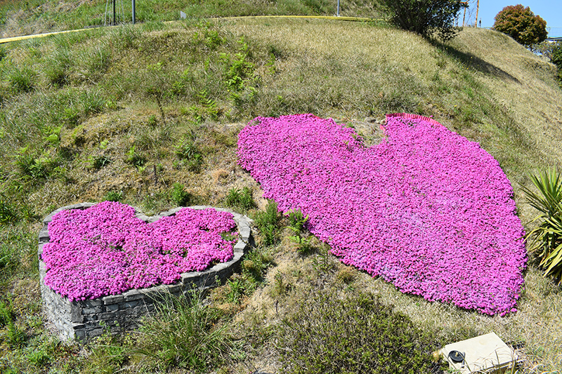 草, 屋外, 紫, 花 が含まれている画像

自動的に生成された説明